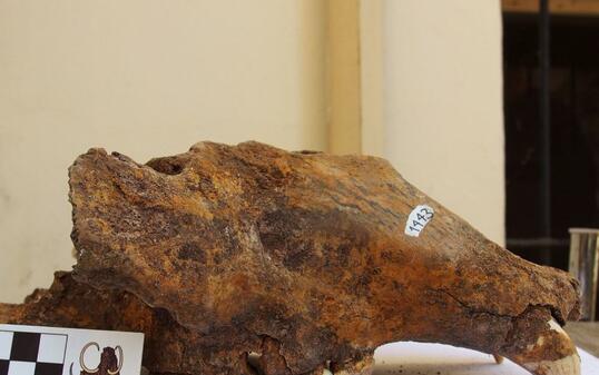 Schädel eines Höhlenbären aus dem Naturhistorischen Museum Belgrad.