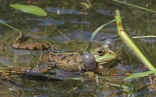 Der Seefrosch quakt so laut, dass sich die Leute wegen des Lärms beklagen. (Archivbild)