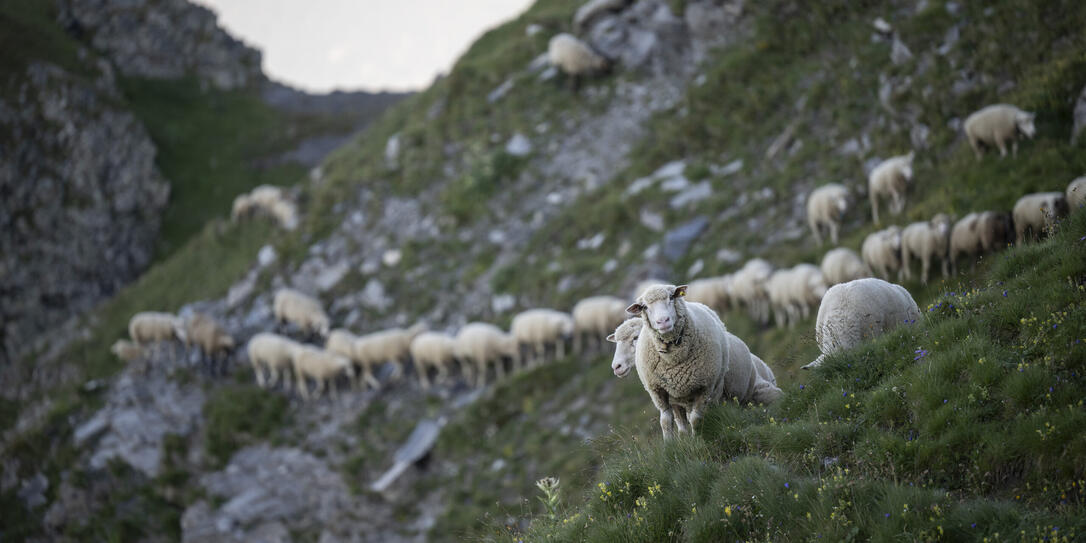 SCHAF, SCHAFE, SCHAFHERDE, WEIDE, WEIDENWECHSEL, SCHAFUEBERGANG, SCHAF, SCHAFE, SCHAFHERDE, WEIDE, WEIDENWECHSEL, SCHAFUEBERGANG,