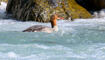 Trockener Alpenrhein