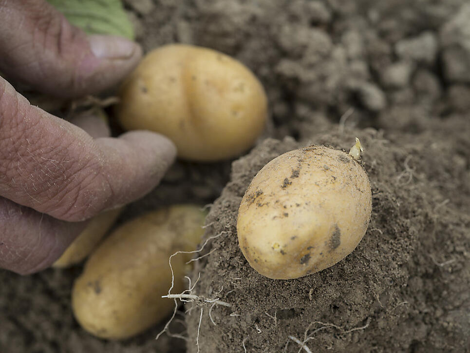Kartoffeln würden zu einem Hauptnahrungsmittel, sollte die Schweiz sich in einem Notfallszenario selbstversorgerisch ernähren müssen.