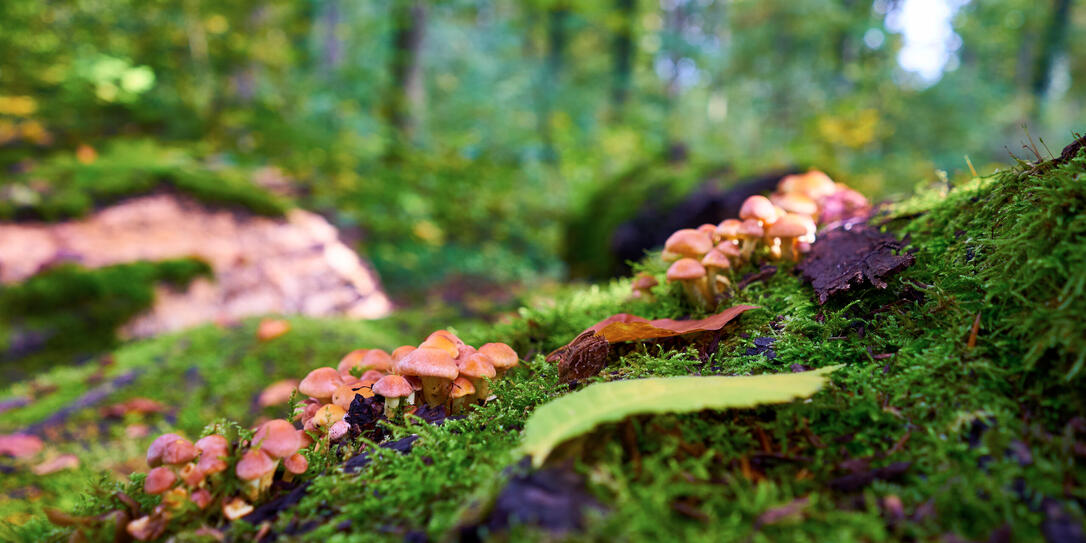 Edible Mushrooms in the forest