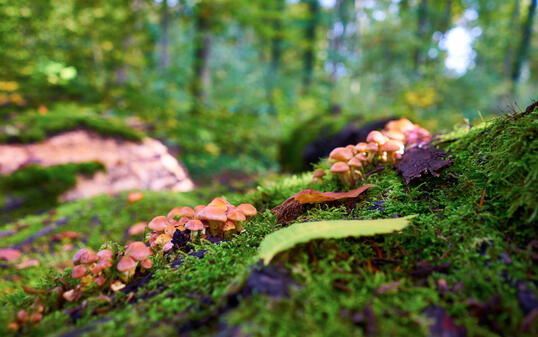 Edible Mushrooms in the forest