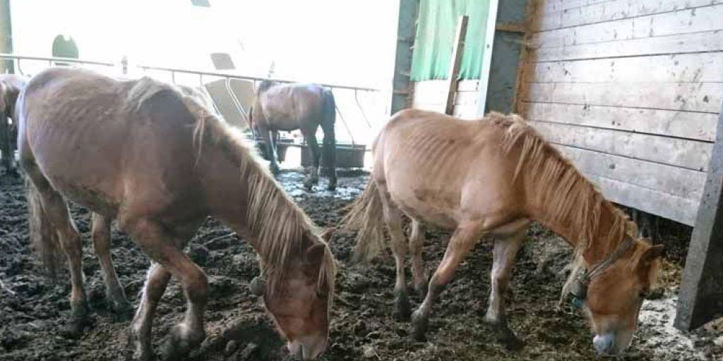 Dieses Pferd im Stall des verurteilten Tierquälers ist wie zahlreiche Leidensgenossen bis auf die Knochen abgemagert. Dieses Pferd im Stall des verurteilten Tierquälers ist wie zahlreiche Leidensgenossen bis auf die Knochen abgemagert.