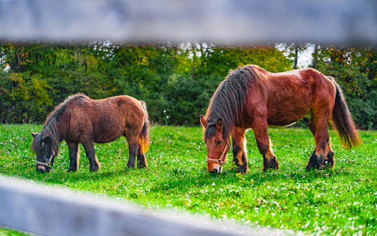 Large Brown Draught Horse and Small Brown Pony Standing in the Green Pasture and Grazing on a Sunny Day