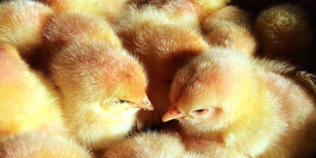 Keine Gnade trotz Jö-Effekt: Männliche Küken werden meist nach dem Schlüpfen getötet. (Archivbild) Keine Gnade trotz Jö-Effekt: Männliche Küken werden meist nach dem Schlüpfen getötet. (Archivbild)