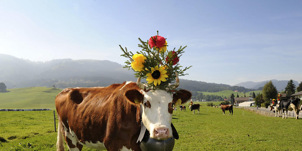 Kuhglocken gehören zum Brauchtum und sind auf Alpen sinnvoll, um entlaufene Tiere zu finden. Auf eingezäunten Weiden braucht es sie nicht, entschied jüngst das Baurekursgericht des Kantons Zürich