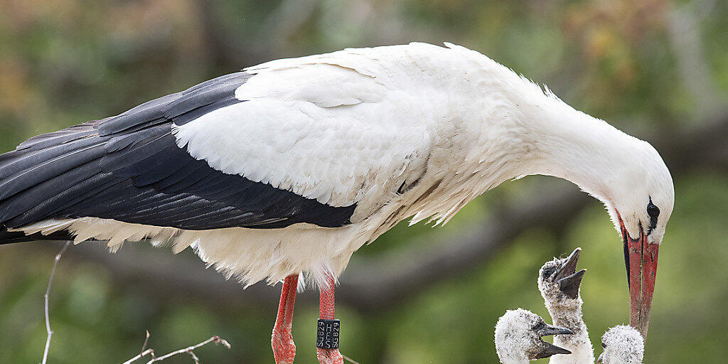 Ein Weissstorch im Zoo Zürich stopft die hungrigen Mäuler seiner Jungen.