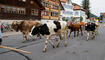 Alpabtrieb, Rüthi, St. Gallen, Schweiz