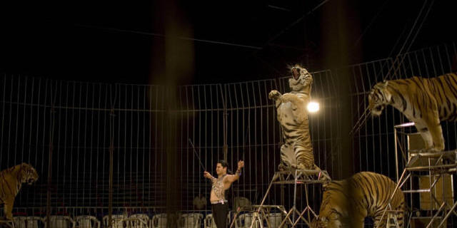 Tiger-Nummer in einem Zirkus in Guatemala (Archiv)