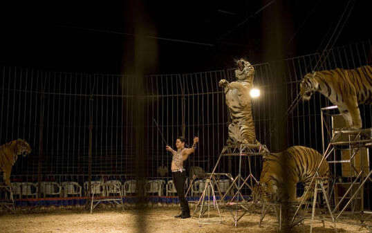 Tiger-Nummer in einem Zirkus in Guatemala (Archiv)