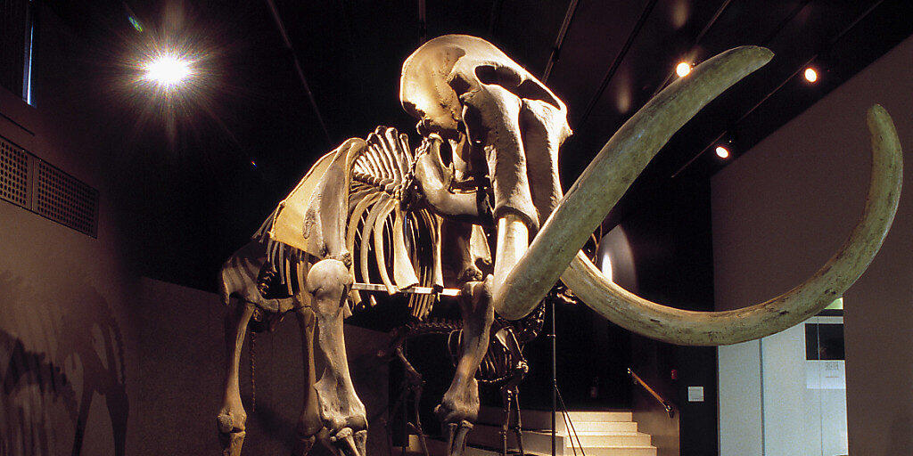 Ein Mammut-Skelett aus der zoologischen Sammlung der Universität Zürich. (Archivbild) Ein Mammut-Skelett aus der zoologischen Sammlung der Universität Zürich. (Archivbild)