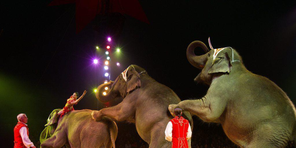 Auszug aus der Manege. Ab kommender Saison treten keine Elefanten mehr im Circus Knie auf. Sie leben dann alle im im neuen Elefantenpark des Kinderzoos in Rapperswil.