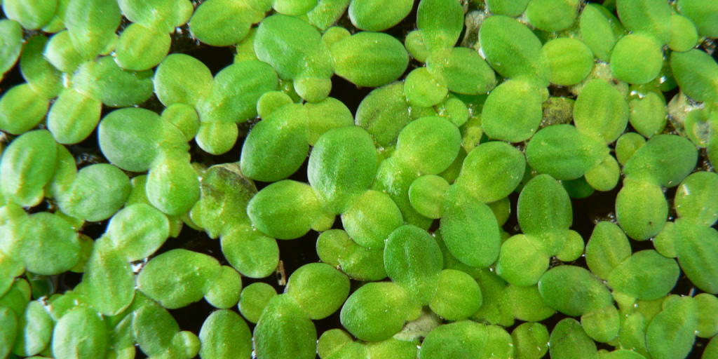 Vom Teich auf den Teller: Wasserlinsen sind für den menschlichen Verzehr zu empfehlen, befinden Forscher aus Jena. (Im Bild: kleine Wasserlinse, Lemna minor)