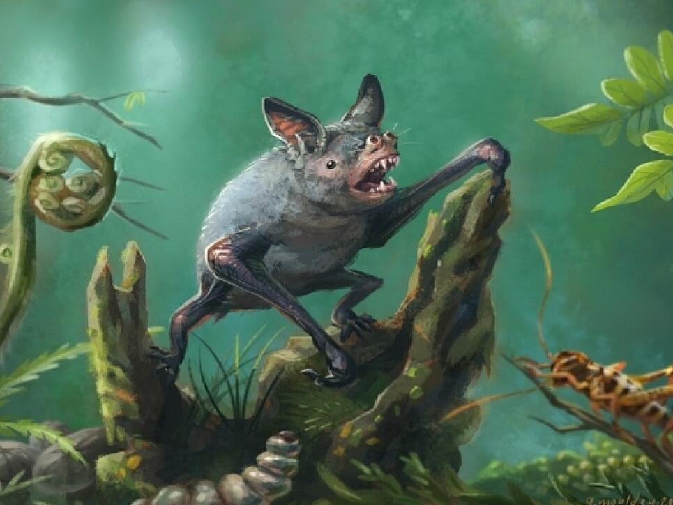 Vulcanops jennyworthyae soll eine Vorfahrin der grabenden Fledermaus Mystacina robusta (im Bild) sein, die im vergangenen Jahrhundert ausgestorben ist.