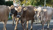 Auffuhr der Tiere für die Viehschau Grabs