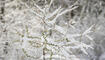 Schnee im Frühling