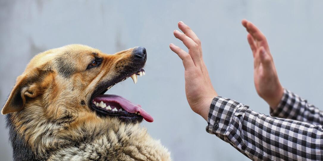 A male German shepherd bites a man