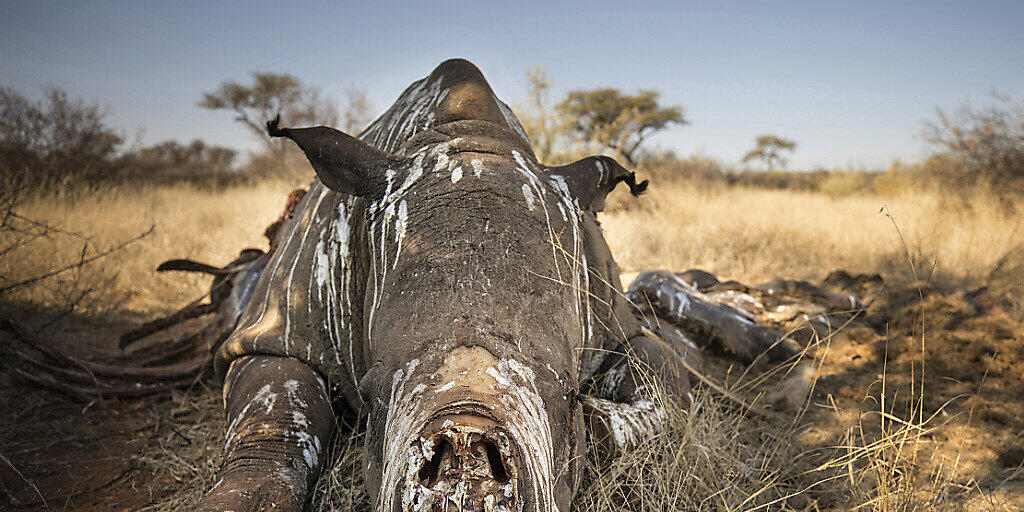 Die Zahl der von Wilderern getöteten Nashörner in Südafrika ist etwas zurückgegangen. (Symbolbild)