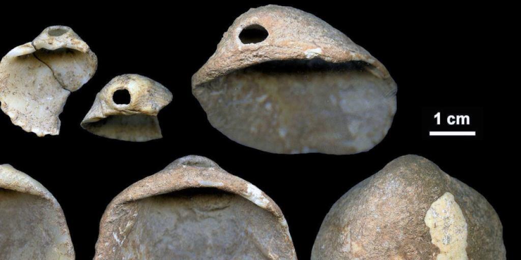 Muscheln, die vor rund 115'000 Jahren von Neandertalern durchbohrt wurden. Sie und ebenfalls entdeckte Höhlenmalereien sind ein Hinweis darauf, dass Neandertaler und moderne Menschen dieselben kognitiven Fähigkeiten hatten.
