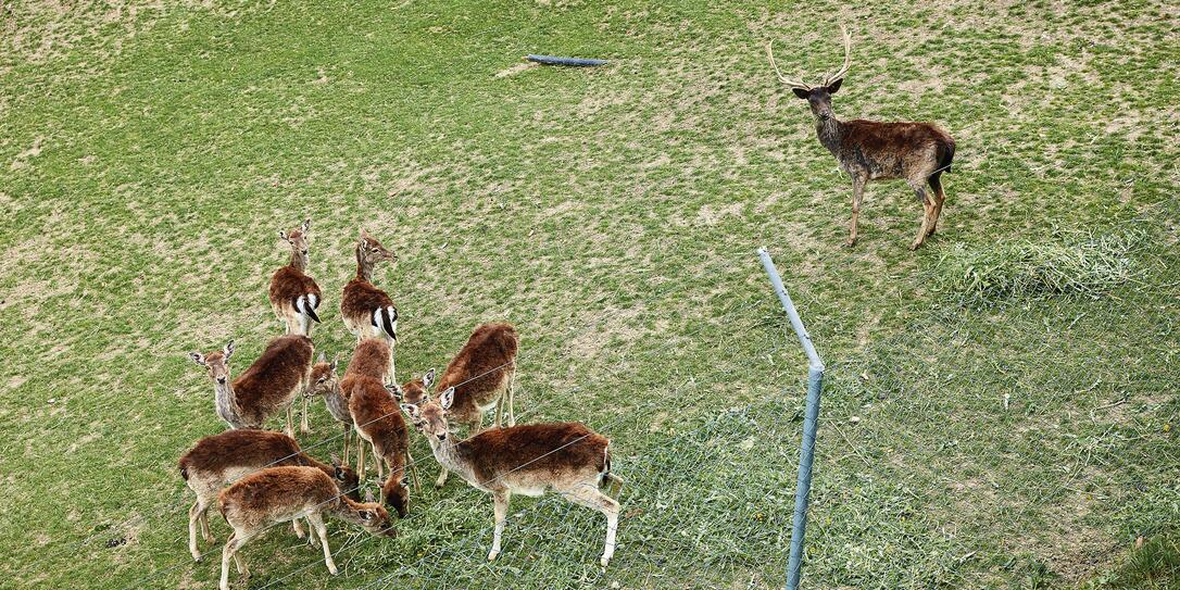 Nur noch zwei Wildtier-Gehege gibt es in Liechtenstein: Nebst jenem in Schellenberg mit Damwild (im Bild) gibt es noch ein Gehege mit Rotwild in Schaan