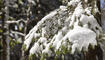Schnee im Frühling