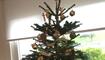 Natale by Condito's in Mauren
