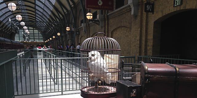 Zurück zum Besitzer: Eulen aus "Harry-Potter"-Film (Archiv)