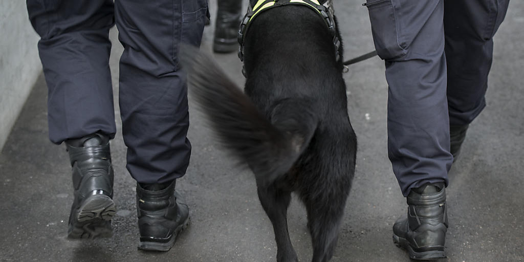 Die Polizeihündin Diesel, welche bei einem Polizeieinsatz gegen einen mutmasslichen Attentäter von Paris starb, erhält posthum eine Tapferkeitsmedaille. (Symbolbild)