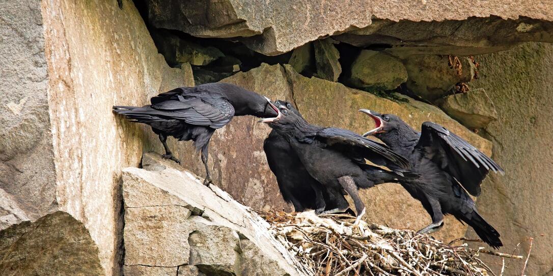 Adult common raven feeding chicks on a nest in rocky cliff Adult common raven feeding chicks on a nest in rocky cliff