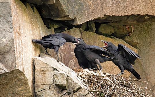 Adult common raven feeding chicks on a nest in rocky cliff