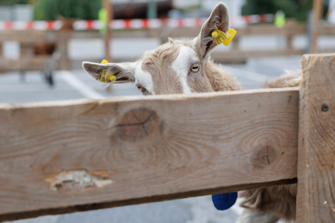 Werdenberger Buuremart mit Gitzischau in Grabs