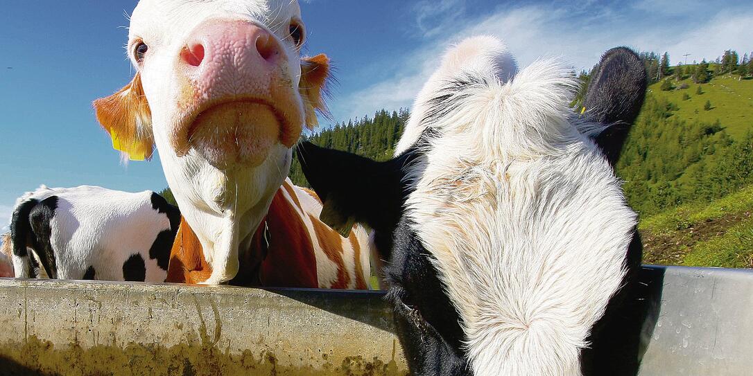 Curious cow Curious cow