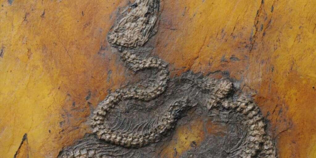 Die neu beschriebene Pythonart Messelopython freyi ist der älteste bekannte fossile Nachweis einer Python weltweit.