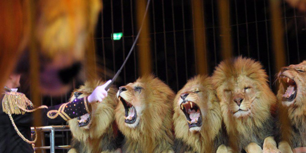 Der Circus Royal preist die Löwen-Nummer als Programm-Highlight an - für die Tierschützer ist sie Tierquälerei. (Symbolbild) Der Circus Royal preist die Löwen-Nummer als Programm-Highlight an - für die Tierschützer ist sie Tierquälerei. (Symbolbild)