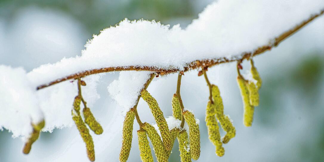 Hazelnut blossom in snow