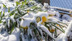 Schnee im Frühling