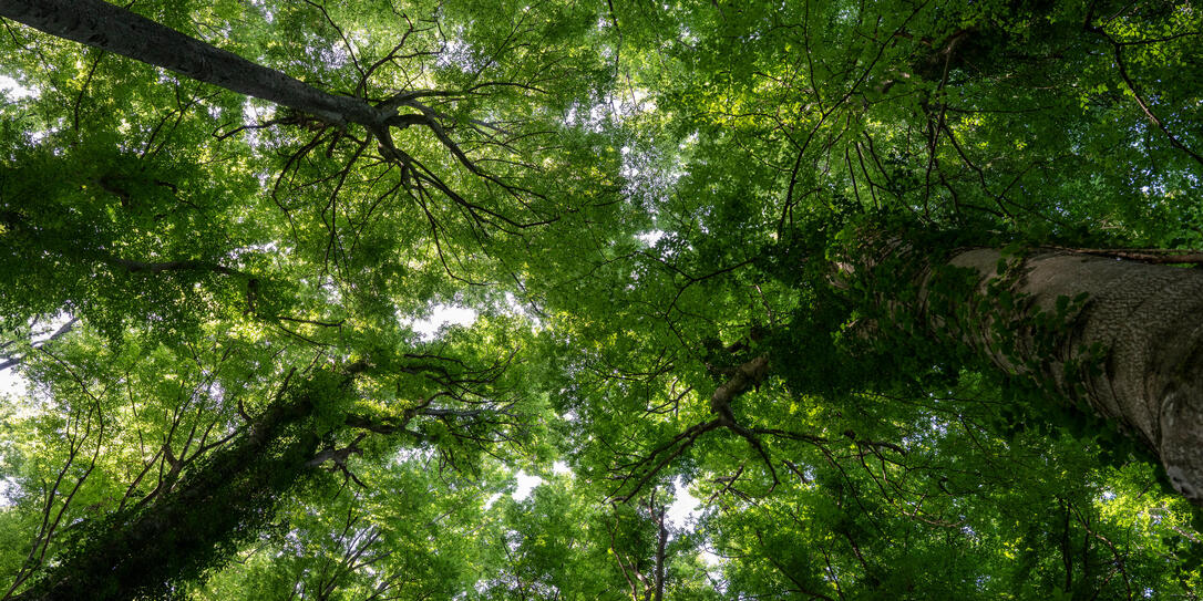 Waldreservat in Schaan