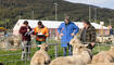 Herbstmarkt mit Schaf- und Gizischau in Sevelen