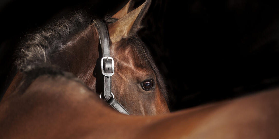 Horse black background