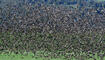 "Reise nach Afrika" die Stare versammelten sich in Triesen