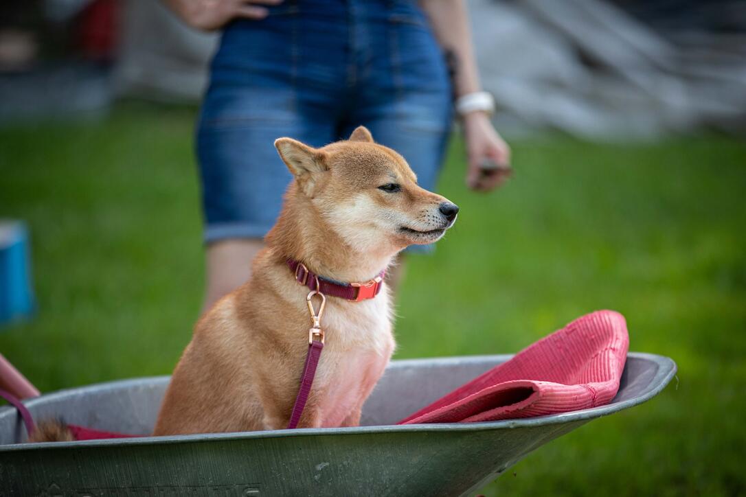 Hundeplausch Balzers (20.06.2026)