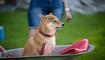 Hundeplausch Balzers (20.06.2026)