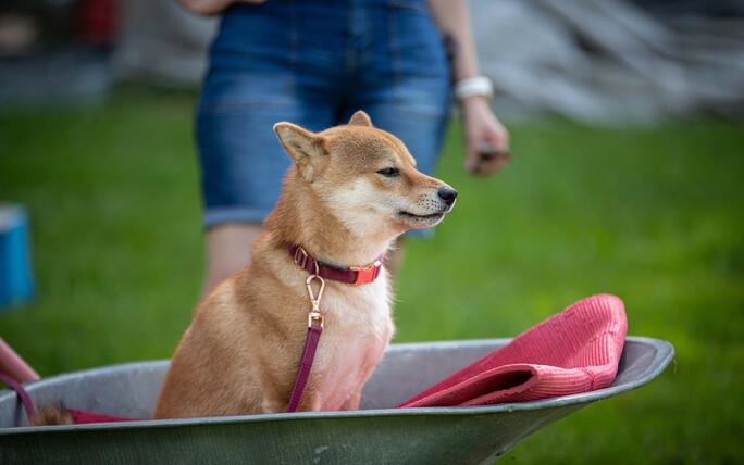 Hundeplausch Balzers (20.06.2026)
