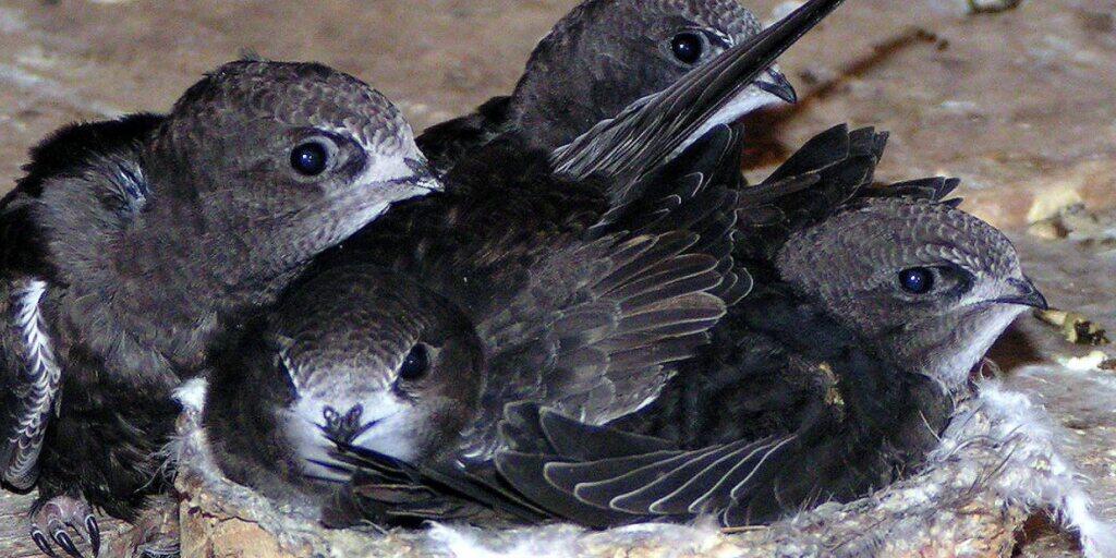 Zahlreiche junge Mauersegler, die aus zu warmen Nestern fielen, landeten in der Pflegestation der Vogelwarte Sempach. (Symbolbild)