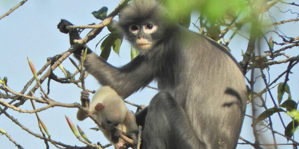 Ein Popa-Languren-Weibchen mit seinem Jungtier in Myanmar: Die Tiere leben in den Wälder Südostasiens und kämpfen ums Überleben.