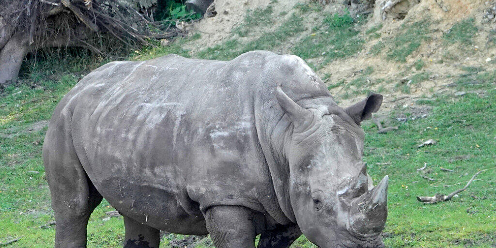 Die Schweiz widersetzt sich einer Lockerung des Nashon-Schutzes: Breitmaulnashorn "Doris", das im Juli 50-jährig in einem Zoo in Deutschland gestorben ist. (Archivbild)