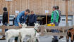 Werdenberger Buuremart mit Gitzischau in Grabs