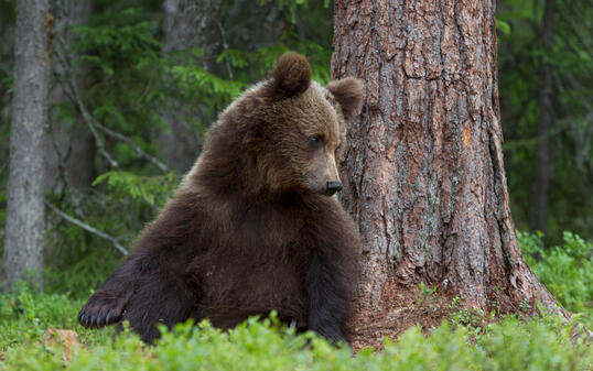 Braunbaer, Ursus arctos, Brown Bear