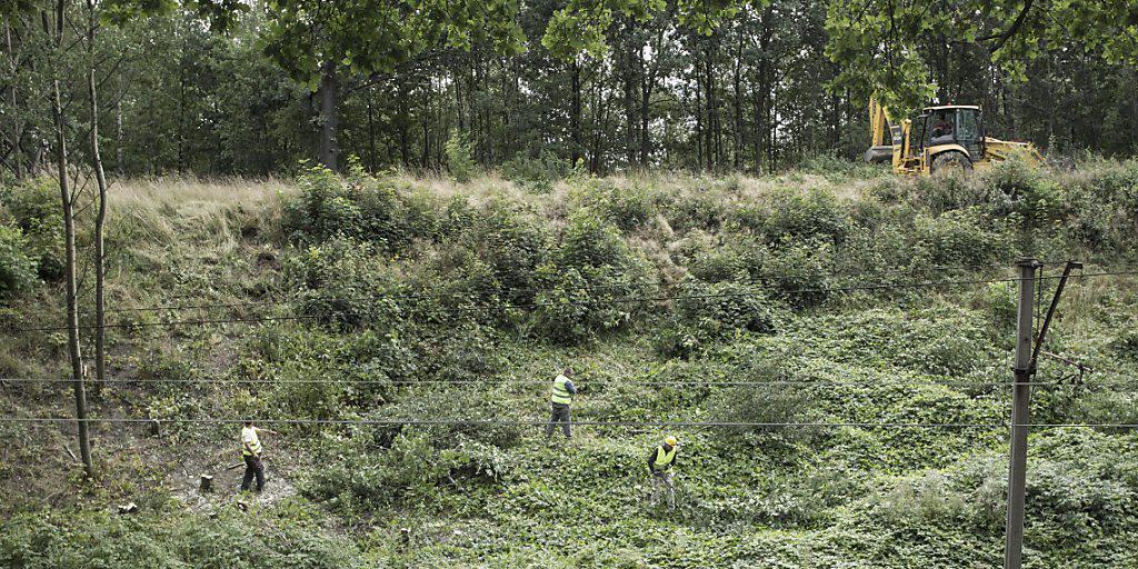 Am Bahnkilometer 65 werden Bäume gefällt. Dort vermuten Hobbyschatzsucher einen deutschen Panzerzug aus dem Zweiten Weltkrieg.